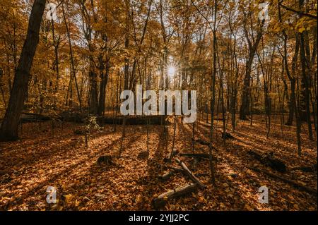 Sunlight streaming through the woods on an autumn day. Stock Photo