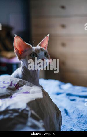 Portrait of devon rex cat sitting on bed at home Stock Photo