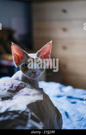Portrait of devon rex cat sitting on bed at home Stock Photo