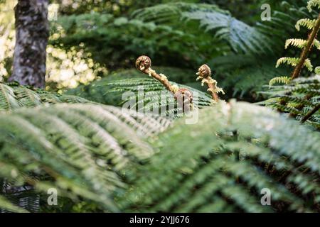 Tree fern in New Zealand forest Stock Photo