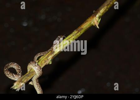 Common Cat Snake (Boiga trigonata) Stock Photo