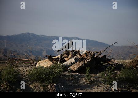 Black crow perched on driftwood with mountains in the background Stock Photo