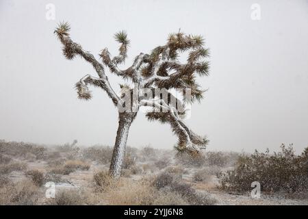 Snow-covered Joshua tree in a desert landscape during snowfall Stock Photo