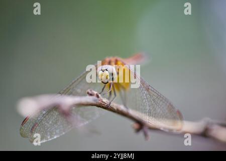 Close-up view of  dragonfly perching on twig Stock Photo