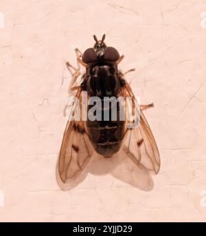 Common Copperback (Ferdinandea buccata Stock Photo - Alamy