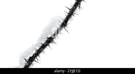 Dry prickly branch of a dog rose bush with snow on it isolated on white background Stock Photo
