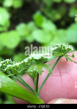 Fool's Watercress (Helosciadium nodiflorum) Stock Photo