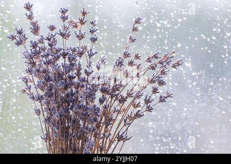 Bouquet of dry lavender flowers macro photo over blurred glass, natural background with selective soft focus Stock Photo