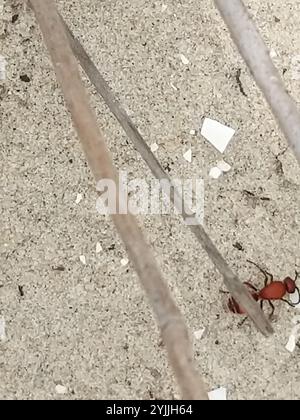 Four-spotted Velvet Ant (Dasymutilla quadriguttata) Stock Photo