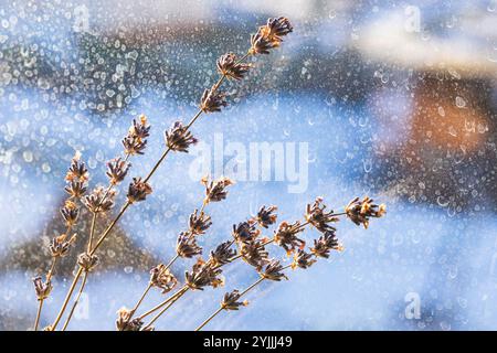 Dry lavender flowers over blurred dusty glass background, natural macro photo with selective soft focus Stock Photo