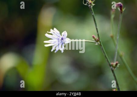 Common chicory bright blue flower, blue daisy, dandelion, sailors, weed, bunk, coffee weed, cornflower, horseweed, ragged sailors, succory. Stock Photo
