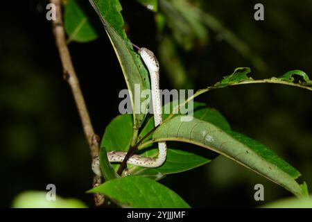 Common Cat Snake (Boiga trigonata) Stock Photo