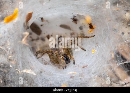 Funnel web spider - Agelenidae, large family of spiders in the suborder Araneomorphae. Liberia, Wildlife in Costa Rica. Stock Photo