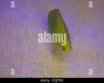 Green Cone-headed Planthopper (Acanalonia conica) Stock Photo