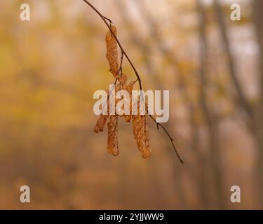 Last standing autumn leafs on tree branch in autumn forest. Stock Photo