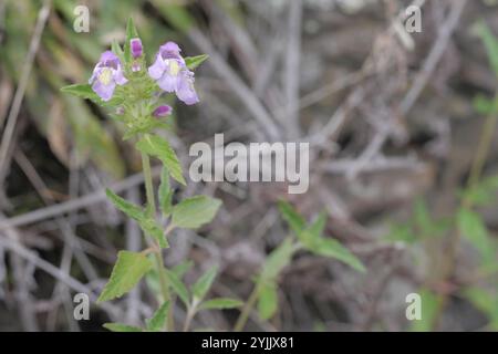 Broad-leaved Hemp-nettle (Galeopsis ladanum) Stock Photo