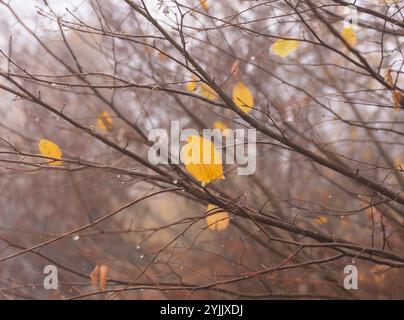 Last standing autumn leafs on tree branch in autumn forest. Stock Photo
