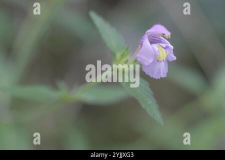 Broad-leaved Hemp-nettle (Galeopsis ladanum) Stock Photo