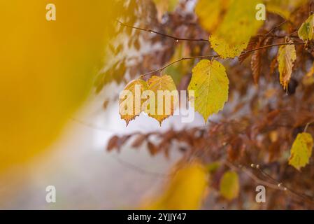 Last standing autumn leafs on hazel tree branch in autumn forest. Stock Photo