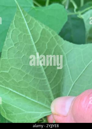 Oneseed Bur Cucumber (Sicyos angulatus) Stock Photo