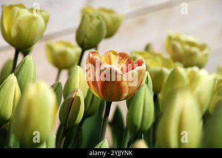 Blooming tulips in soft light on blurred wooden background closeup. Stock Photo
