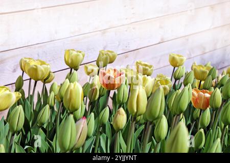 Close up of unblown tulips on wooden wall background at flower farm. Stock Photo