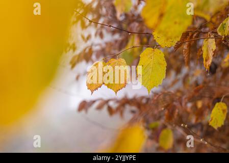 Last standing autumn leafs on hazel tree branch in autumn forest. Stock Photo
