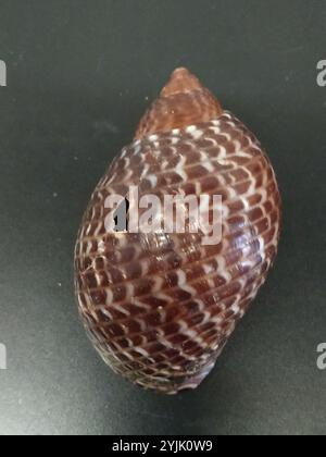 Partrige Tun Shell Partridge Tun Snail, Tonna perdix, Marsa Alam, Red Sea, Egypt Stock ...