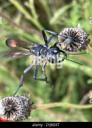 Common Thread-waisted Wasp (Ammophila procera) Stock Photo