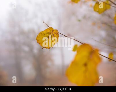 Last standing autumn leafs on hazel tree branch in autumn forest. Stock Photo