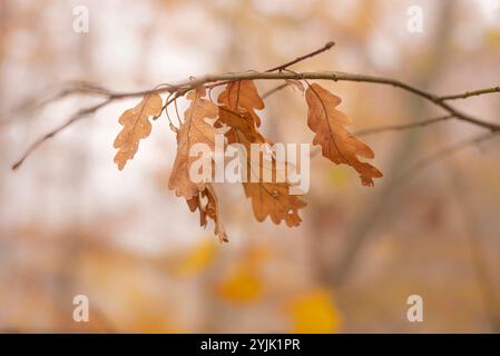 Last standing leafs on oak tree branch in late autumn. Stock Photo