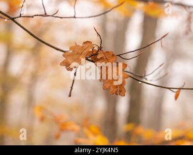 Last standing leafs on oak tree branch in late autumn. Stock Photo