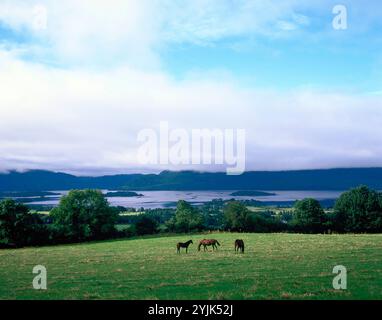 Ireland. County Kerry. Killarney. Aghadoe. Mare and foals in field. Stock Photo