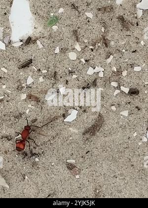 Four-spotted Velvet Ant (Dasymutilla quadriguttata) Stock Photo