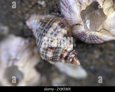 Florida Rock Shell (Stramonita floridana) Mollusca Stock Photo - Alamy