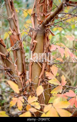 Zimt-Ahorn (Acer griseum), cinnamon maple (Acer griseum) Stock Photo