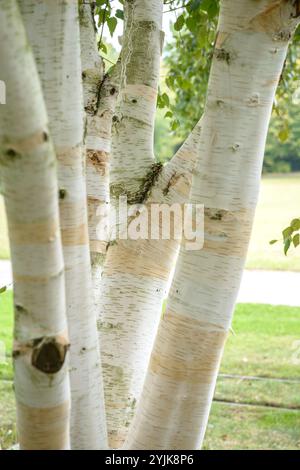 Weißrindige Himalaya-Birke (Betula utilis 'Doorenbos'), White-barked Himalayan birch (Betula utilis Doorenbos) Stock Photo