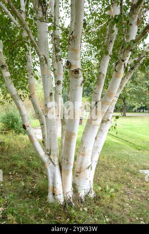 Weißrindige Himalaya-Birke (Betula utilis 'Doorenbos'), White-barked Himalayan birch (Betula utilis Doorenbos) Stock Photo