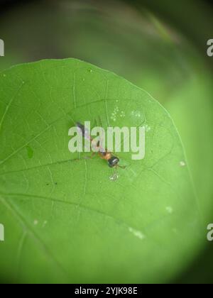 Graceful Twig Ant (Pseudomyrmex gracilis) Stock Photo