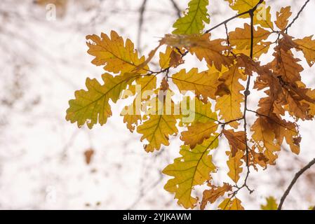 Last standing leafs on oak tree branch in late autumn. Stock Photo