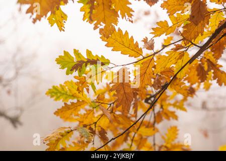 Last standing leafs on oak tree branch in late autumn. Stock Photo