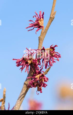 Frühlings-Zaubernuss (Hamamelis vernalis 'Amethyst'), spring witch hazel (Hamamelis vernalis Amethyst) Stock Photo