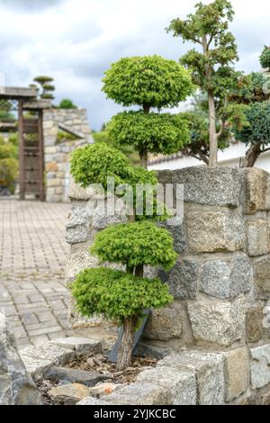 Gewöhnlicher Heide-Wacholder (Juniperus communis), Common heath juniper (Juniperus communis) Stock Photo