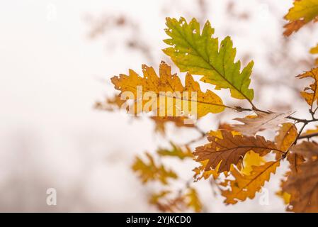 Last standing leafs on oak tree branch in late autumn. Stock Photo