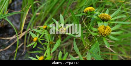 Greater Bur-marigold (Bidens radiata) Stock Photo