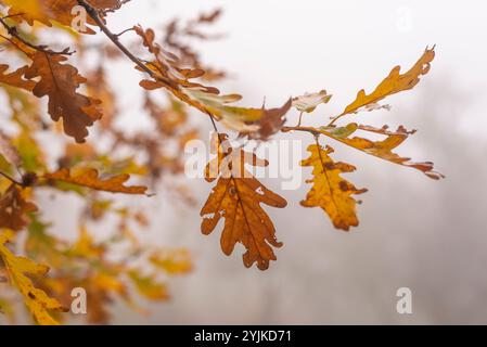 Last standing leafs on oak tree branch in late autumn. Stock Photo