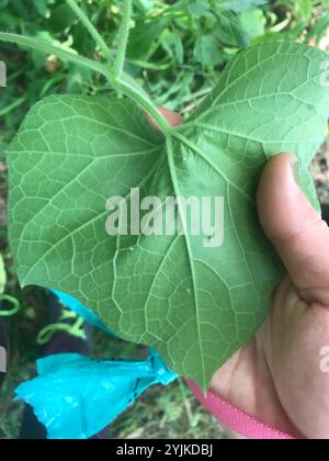 Oneseed Bur Cucumber (Sicyos angulatus) Stock Photo