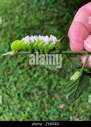 Hornworm Parasitoid Wasp (Cotesia congregata Stock Photo - Alamy