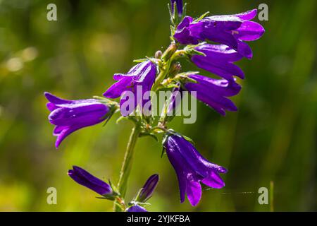 Tall bellflower, Campanula latifolia var. macrantha, blooming in a sunny garden in July, closeup with selective focus and copy space Stock Photo