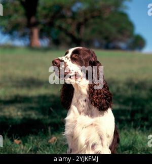 Pets. Adult dog. Springer Spaniel. Outdoor portrait. Stock Photo